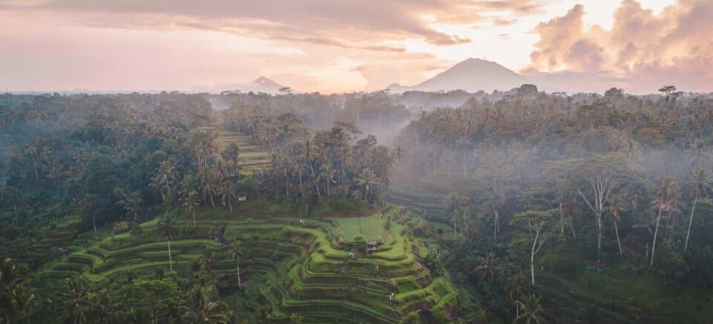 Menyusuri Keindahan Alam di Tegalalang Rice Terrace